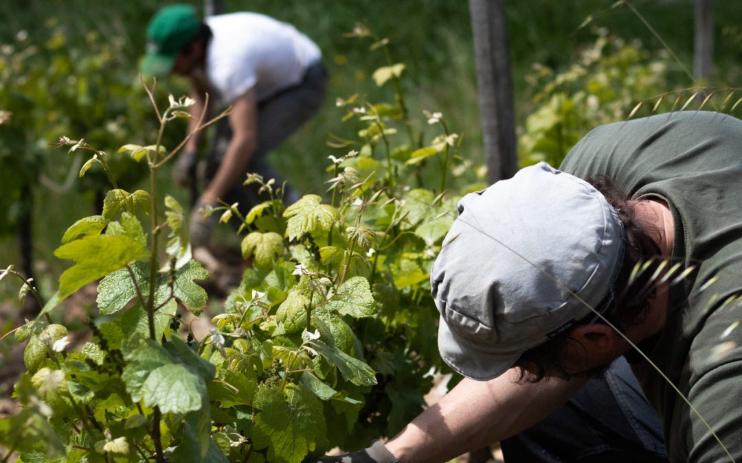Domaine Belargus, Printemps 2023, Photos des vignes