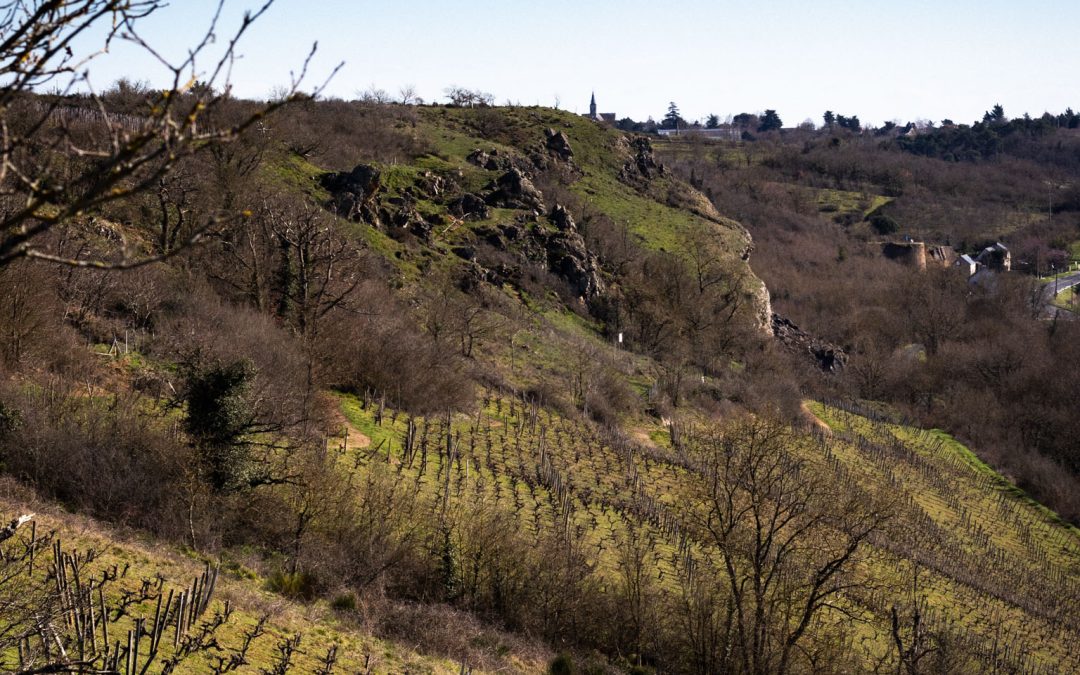 Domaine Belargus, Hiver 2023, Photographies pour vigneron