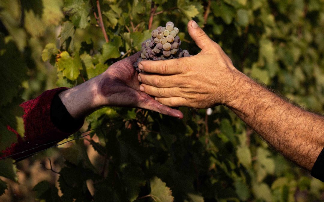 Emmanuel Ogereau, Automne 2022, Un an de photos dans les vignes