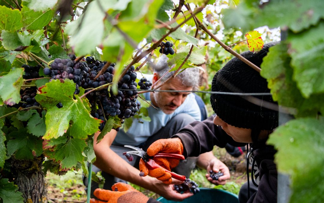 Domaine des Grouas, Vendanges 2023, Anjou, Photographie